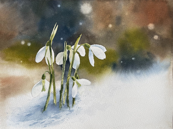 Frühre Schneeglöckchen